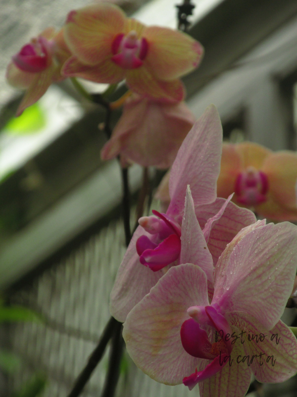 Orquideas Jardin Botanico Rio de Janeiro