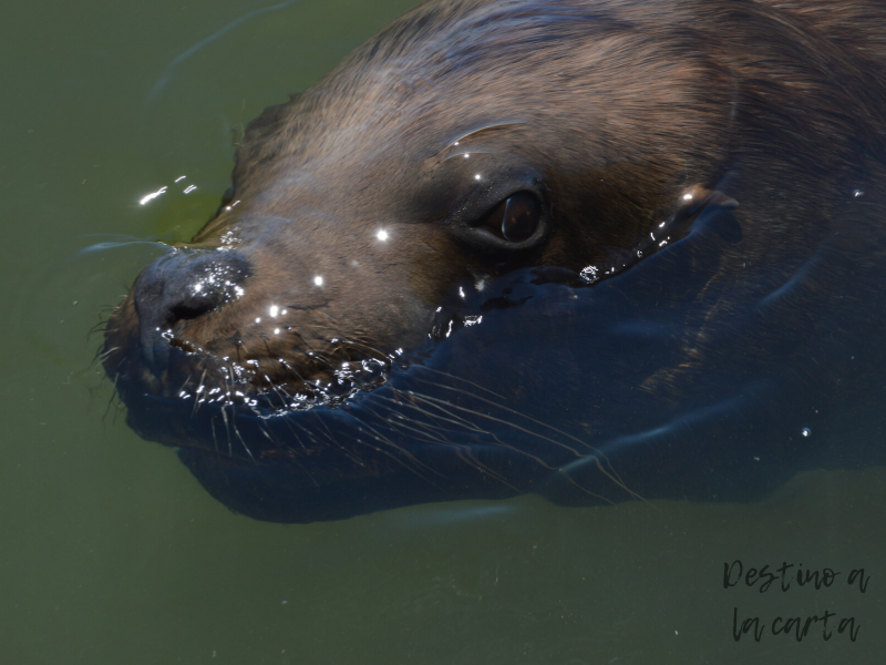 Lobo marino punta del este